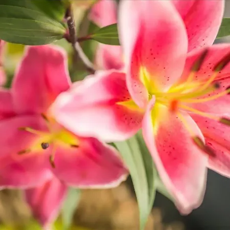 Danieli 3* ביביונה